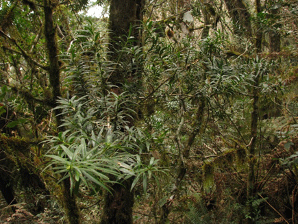 Podocarpus rusbyi