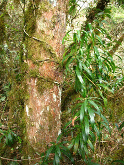 Podocarpus rusbyi