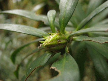 Podocarpus rusbyi