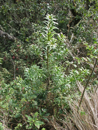 Podocarpus rusbyi