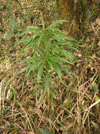 Podocarpus rusbyi