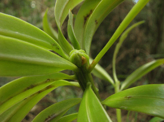 Podocarpus ingensis