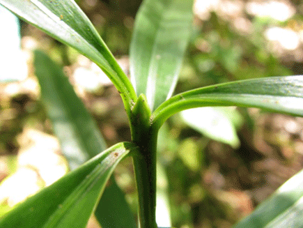Podocarpus ingensis
