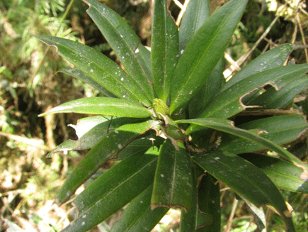 Podocarpus rusbyi