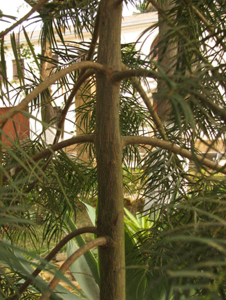 Podocarpus angustifolius