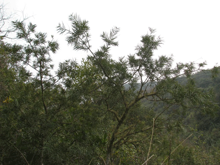 Podocarpus angustifolius