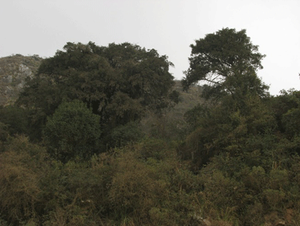 Podocarpus angustifolius