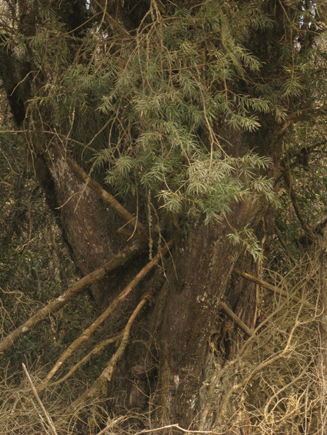 Podocarpus angustifolius