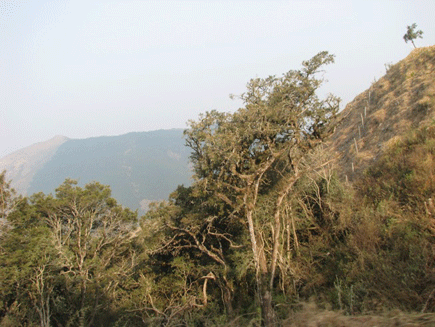 Podocarpus angustifolius