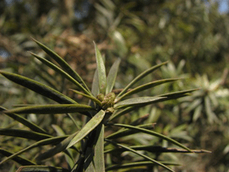 Podocarpus angustifolius