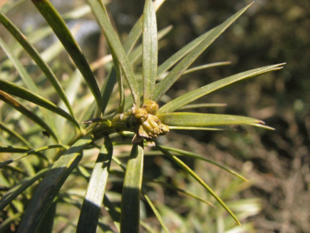 Podocarpus angustifolius