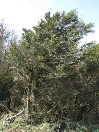 Podocarpus angustifolius
