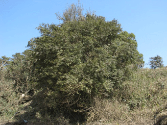 Podocarpus angustifolius