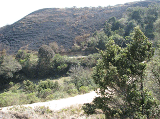 Podocarpus angustifolius