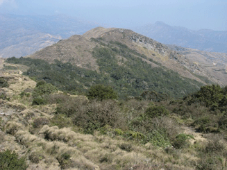 Podocarpus angustifolius