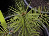 Abies bracteata