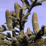 Abies nebrodensis