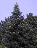 Abies pinsapo
