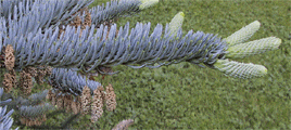 Abies procera