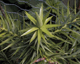 Araucaria angustifolia