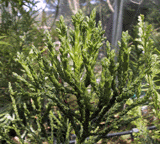 Athrotaxis cupressoides