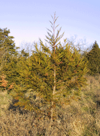 Cryptomeria japonica