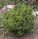 Cryptomeria japonica