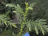 Cryptomeria japonica