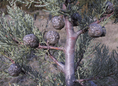 Cupressus bakeri