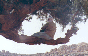 Cupressus dupreziana