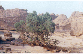 Cupressus dupreziana