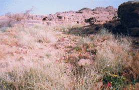 Cupressus dupreziana