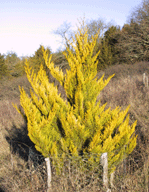 Cupressus macrocarpa
