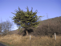 Cupressus 'mysterious'