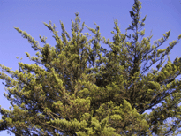 Cupressus 'mysterious'