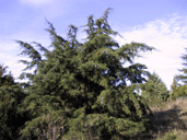 Cupressus 'mysterious'