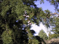 Cupressus 'mysterious'