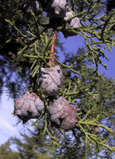 Cupressus 'mysterious'