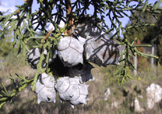 Cupressus 'mysterious'