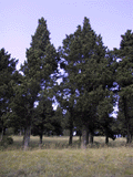 Cupressus sempervirens
