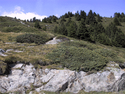 Juniperus communis alpina