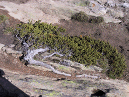 Juniperus communis alpina