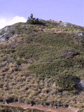 Juniperus communis alpina