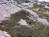 Juniperus communis alpina