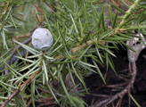 Juniperus conferta 