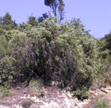 Juniperus oxycedrus