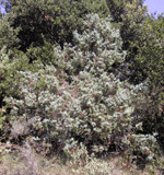 Juniperus oxycedrus