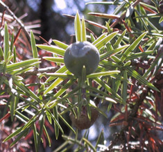 Juniperus oxycedrus