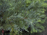 Juniperus sargentii