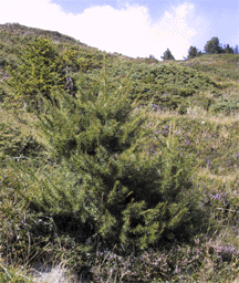 Larix decidua